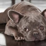 Französische Bulldogge Gebiss Cover