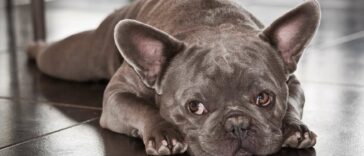 Französische Bulldogge Gebiss Cover