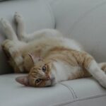 Katzenhaltung