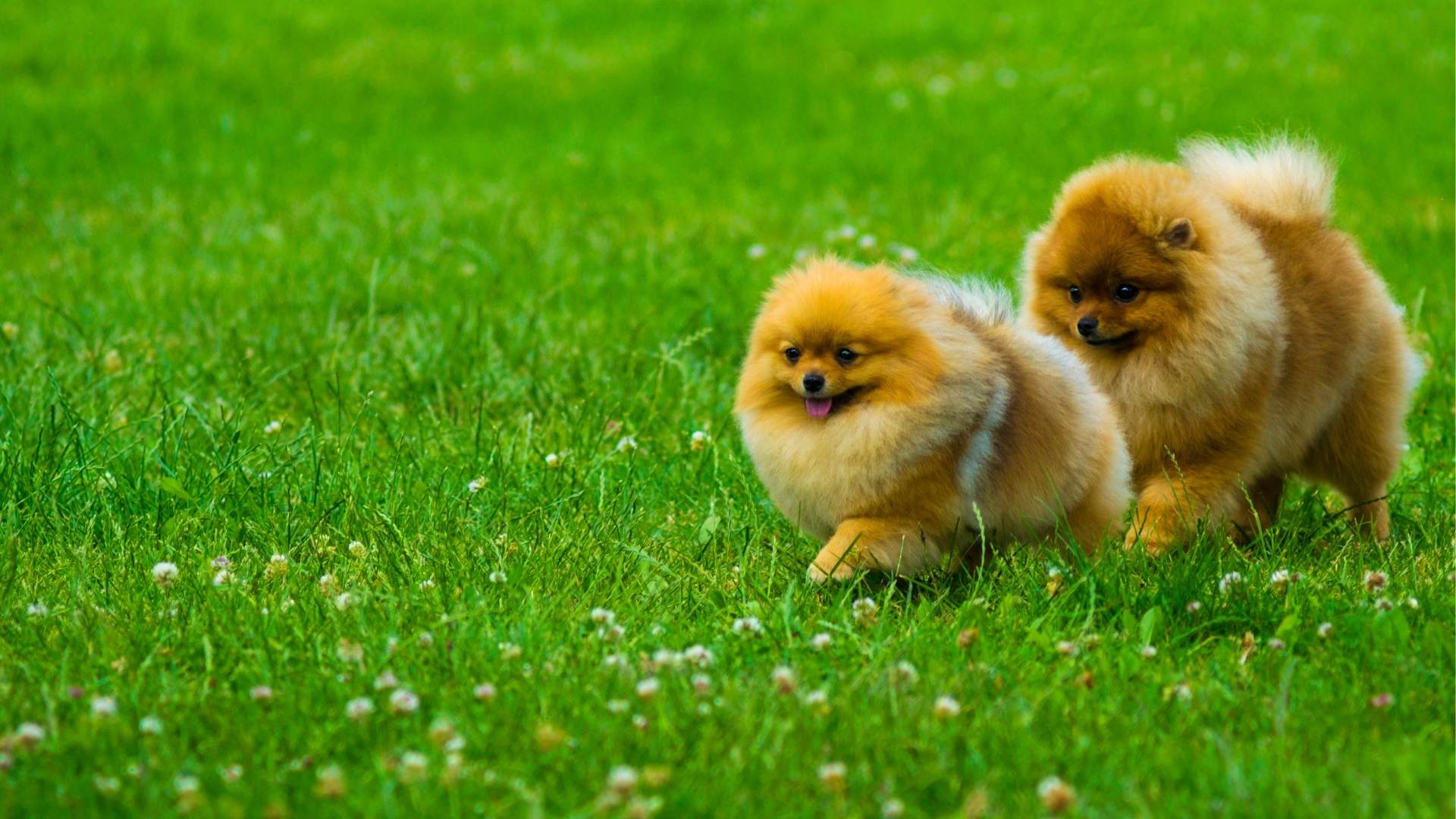 Wie viel kostet ein Zwergspitz? Alles über die Kosten eines Pomeranians Wie viel kostet ein Zwergspitz? Alles über die Kosten eines Pomeranians