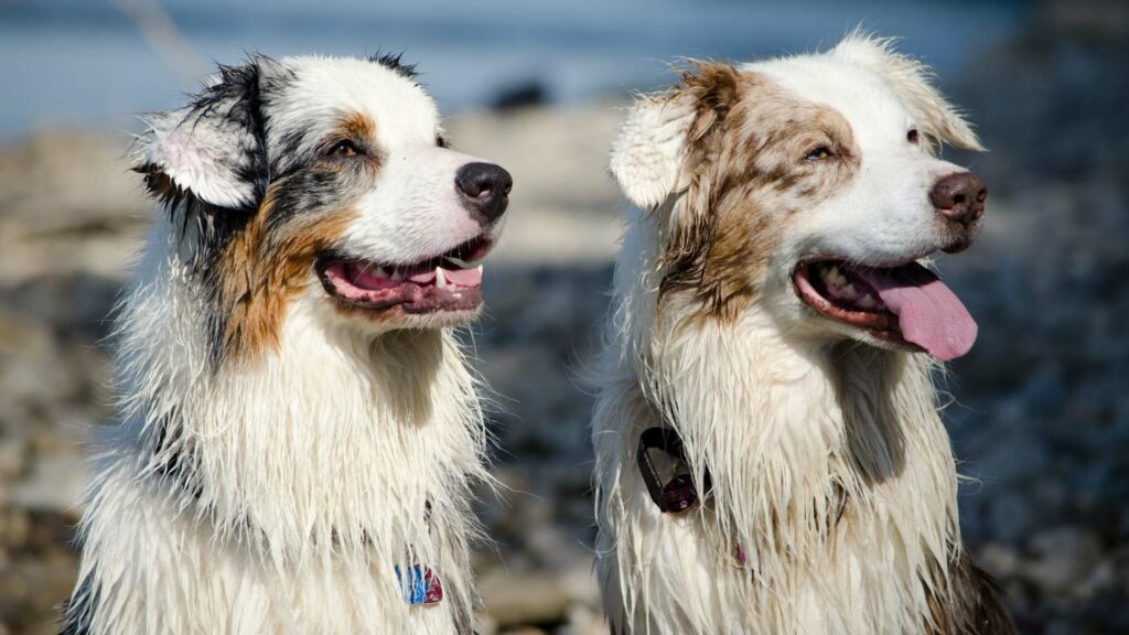 Zwei Border Aussies die glücklich gucken