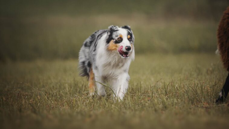 Hütehund