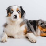 Australian Shepherd Border Collie Mix Cover