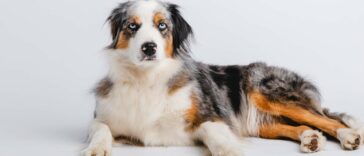 Australian Shepherd Border Collie Mix Cover