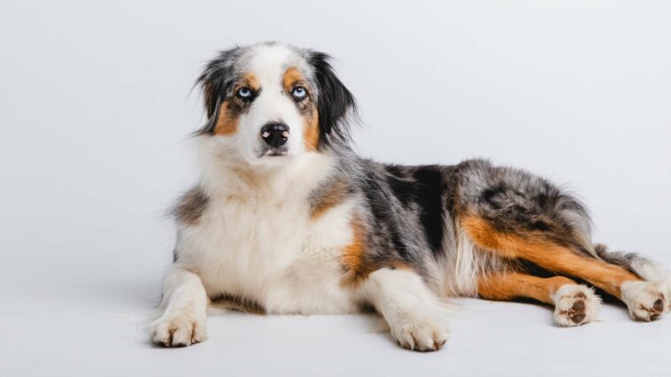 Australian Shepherd Border Collie Mix Cover