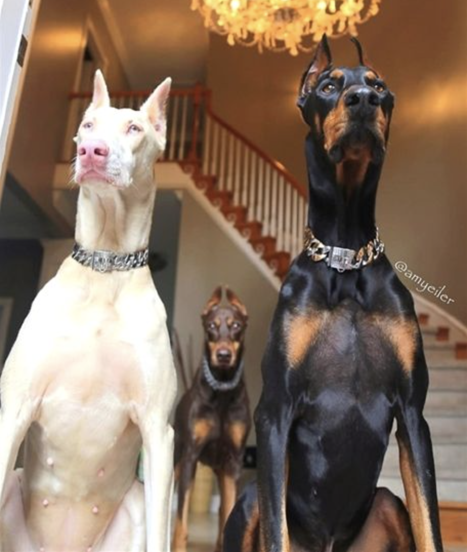 Der weiße Dobermann 10 interessante Infos zum Albino