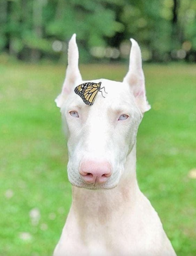 Dobermann weiß mit Schmetterling auf der Stirn