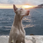 Dobermann weiß Cover