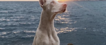 Dobermann weiß Cover