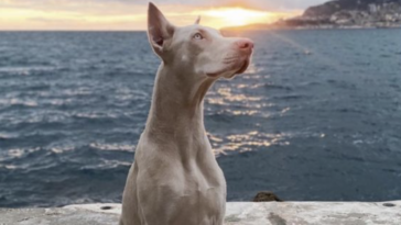 Dobermann weiß Cover