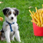 Dürfen Hunde Pommes essen Cover