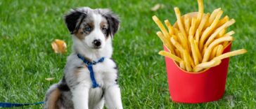 Dürfen Hunde Pommes essen Cover