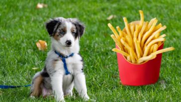 Dürfen Hunde Pommes essen Cover
