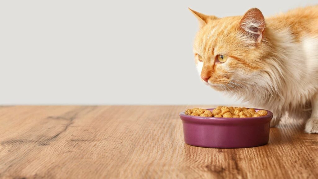 Dürfen Katzen Mais essen