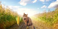 Katzengras