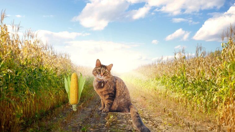 Katzengras