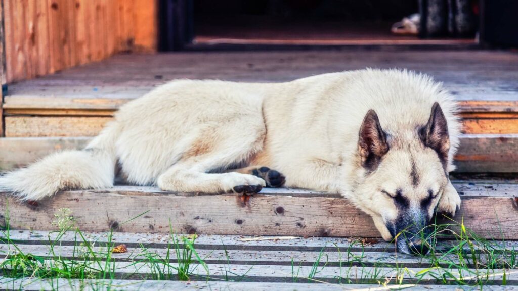 Futtermittelallergie