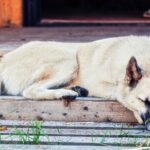 Futtermittelallergie