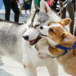 Husky Corgi Mix Cover