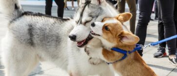 Husky Corgi Mix Cover