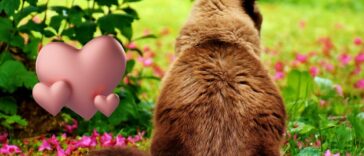 Hühnerherzen Katze Cover (2)