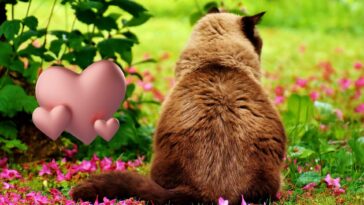 Hühnerherzen Katze Cover (2)