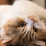 Katze Nabelschnur Cover