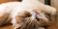Katze Nabelschnur Cover
