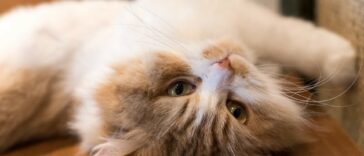 Katze Nabelschnur Cover