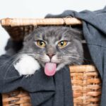 Katze pinkelt auf Wäsche Cover