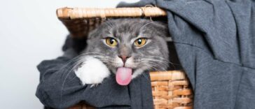 Katze pinkelt auf Wäsche Cover