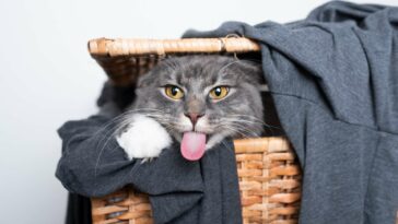 Katze pinkelt auf Wäsche Cover