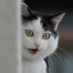 Katzen Periode Cover