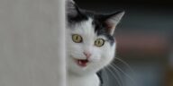 Katzen Periode Cover