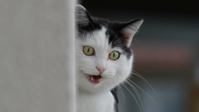 Katzen Periode Cover