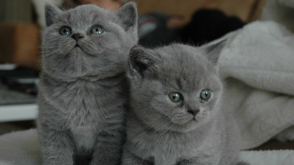 Können diese zwei kleinen Katzen furzen