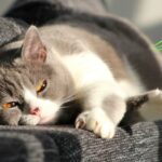 Können Katzen pupsen Cover