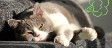 Können Katzen pupsen Cover