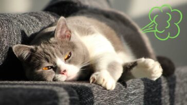 Können Katzen pupsen Cover