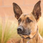 Malinois