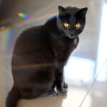 Russisch Blau Katze Allergie cover