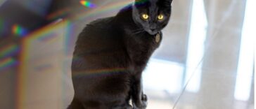 Russisch Blau Katze Allergie cover