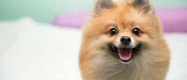 Wie viel kostet ein Zwergspitz Cover