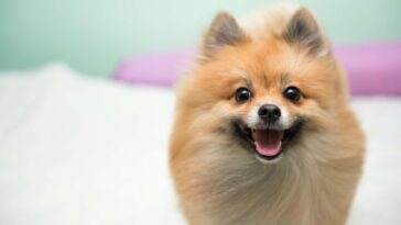 Wie viel kostet ein Zwergspitz Cover