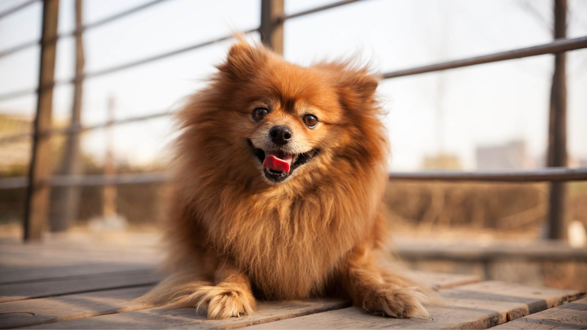Wie viel kostet ein Zwergspitz? Alles über die Kosten eines Pomeranians Wie viel kostet ein Zwergspitz? Alles über die Kosten eines Pomeranians