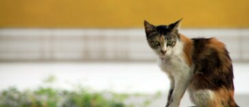 alte katze eingefallene flanken cover