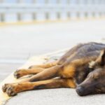 Hund kann nicht mehr aufstehen und liegt auf dem Boden