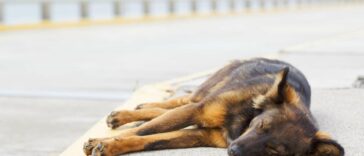 Hund kann nicht mehr aufstehen und liegt auf dem Boden