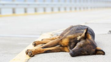 Hund kann nicht mehr aufstehen und liegt auf dem Boden
