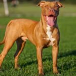 red nose pitbull cover